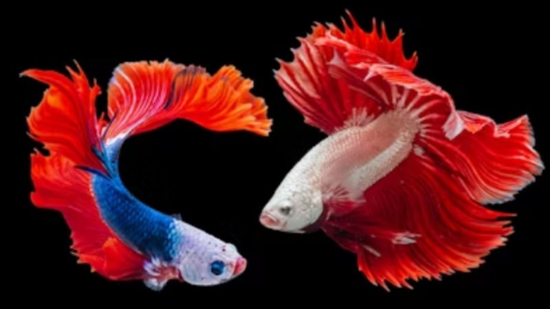 Betta Fish